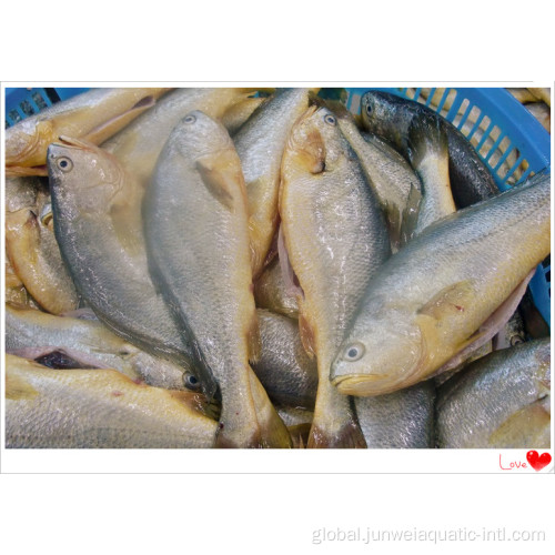 Frozen Mahi Mahi Fish fresh frozen yellow croaker for sale Supplier